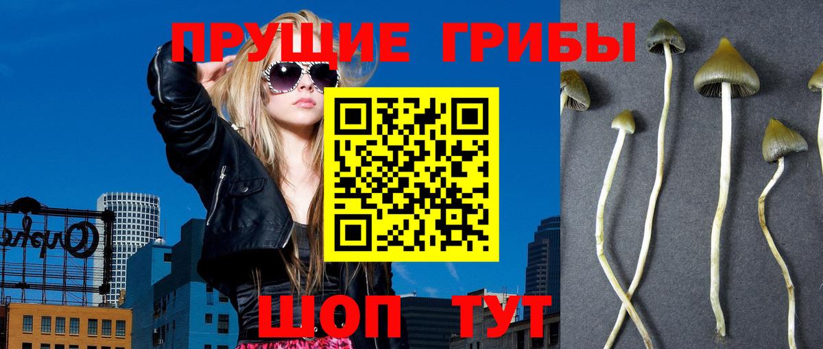 Псилоцибиновые грибы GOLDEN TEACHER Строитель
